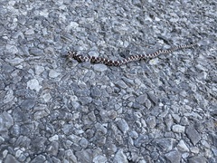 Lampropeltis triangulum