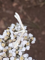 Gillmeria pallidactyla