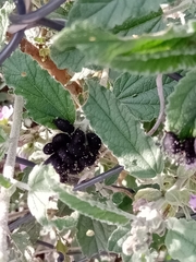 Calligrapha mexicana