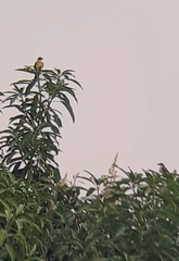 Pitangus sulphuratus