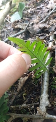 Polypodiaceae
