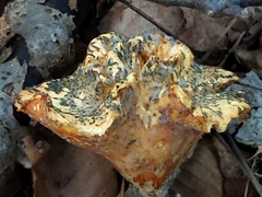 Cantharellus lateritius