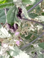 Calligrapha mexicana