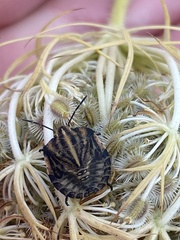 Graphosoma italicum italicum
