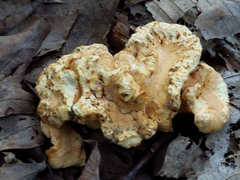 Cantharellus lateritius