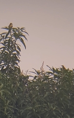 Pitangus sulphuratus