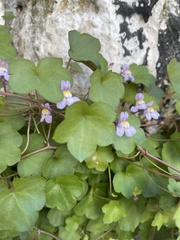 Cymbalaria muralis