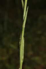 Sisymbrium officinale