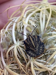 Graphosoma italicum italicum