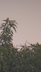 Pitangus sulphuratus