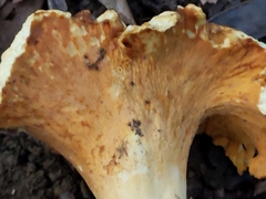 Cantharellus lateritius