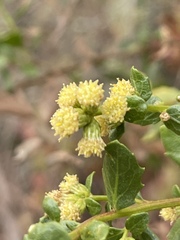 Baccharis pilularis consanguinea