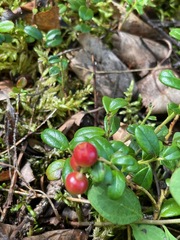 Vaccinium vitis-idaea