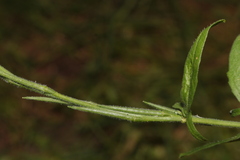 Sisymbrium officinale