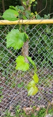Vitis rotundifolia