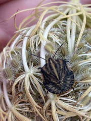 Graphosoma italicum italicum