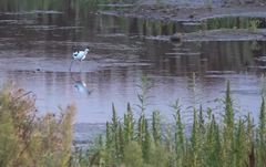 Recurvirostra avosetta