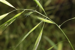 Bromus madritensis