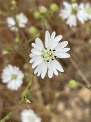 Hemizonia congesta luzulifolia