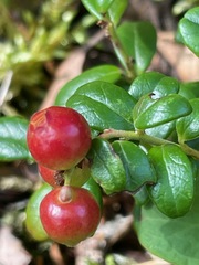 Vaccinium vitis-idaea