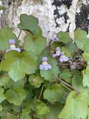 Cymbalaria muralis
