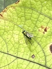 Condylostylus caudatus