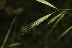Bromus madritensis