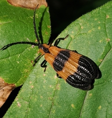 Calopteron terminale