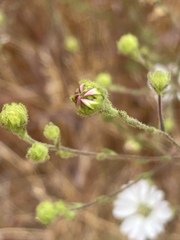 Hemizonia congesta luzulifolia