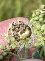 Araneus quadratus