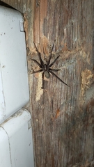 Tegenaria domestica