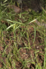 Bromus madritensis