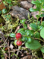 Vaccinium vitis-idaea