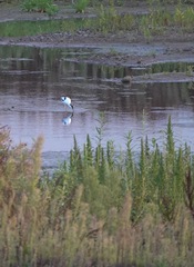 Recurvirostra avosetta