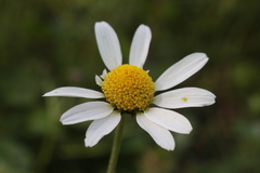 Anthemis
