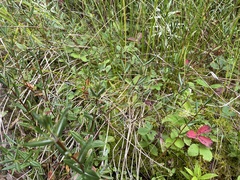 Kalmia polifolia