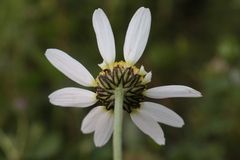 Anthemis