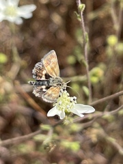 Heliothodes diminutiva