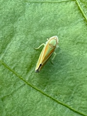 Graphocephala versuta