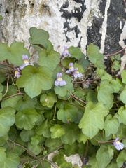 Cymbalaria muralis