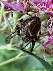 Neoscona arabesca
