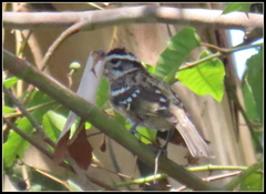 Pheucticus melanocephalus