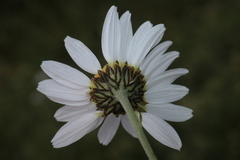 Anthemis