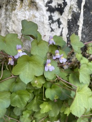 Cymbalaria muralis