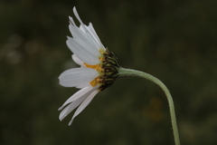 Anthemis