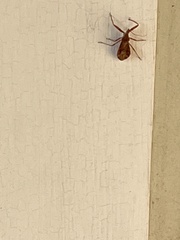 Acholla multispinosa