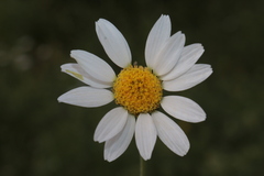 Anthemis