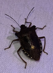 Pentatoma rufipes
