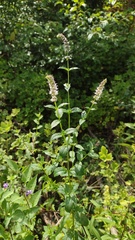 Mentha spicata