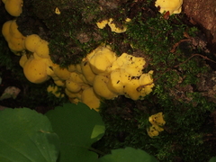 Laetiporus sulphureus